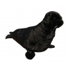 BLACK SEA LION
