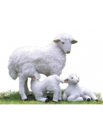 SHEEP FAMILY