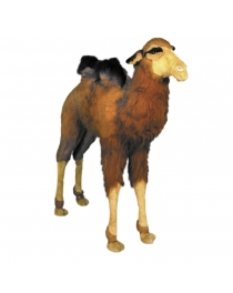 LITTLE CAMEL
