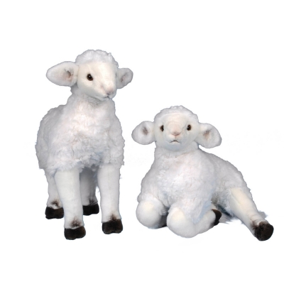 Lying lamb