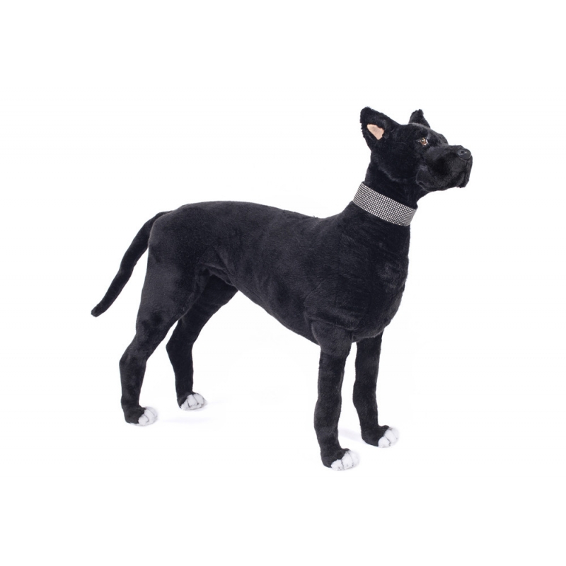 STANDING BLACK GREAT DANE DOG
