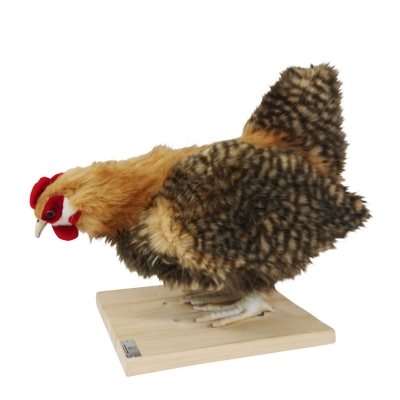 The pecking hen