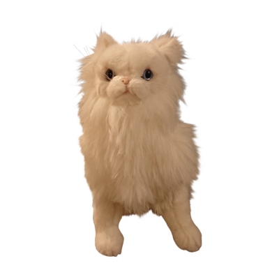 CHAT BLANC PERSAN