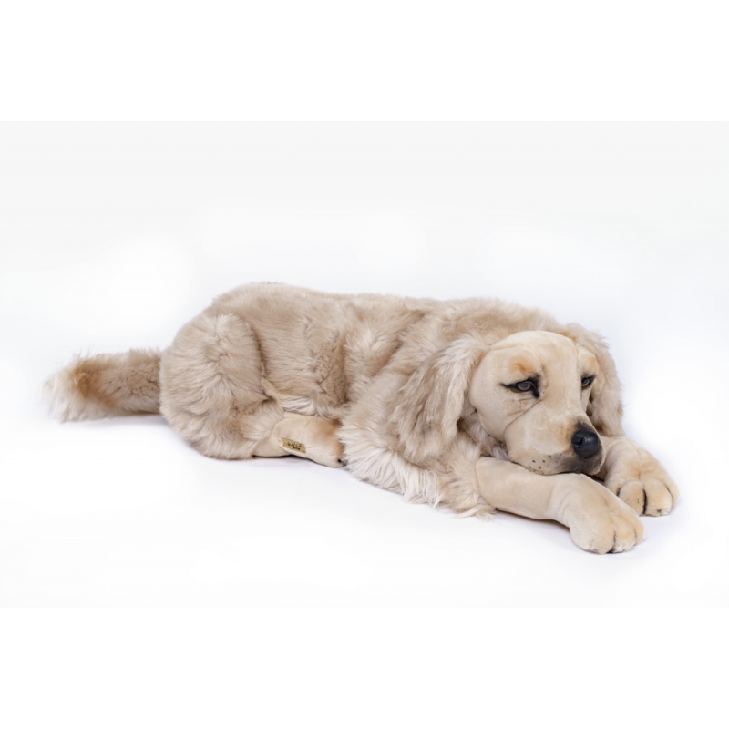 Golden Retriever dog lying down