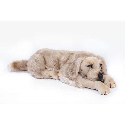 Golden Retriever dog lying down