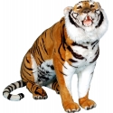 SITTING TIGER