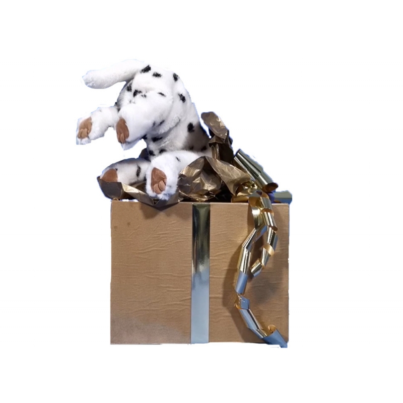 DALMATIAN IN GIFT PACKAGE