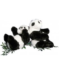 pandas - Two little pandas