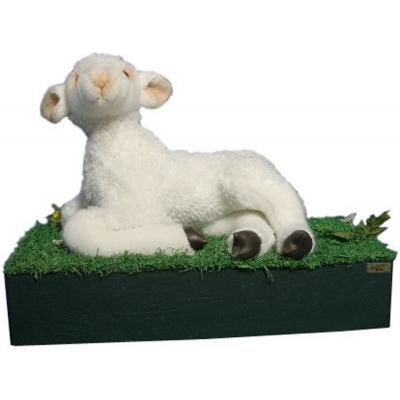 AGNEAU