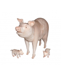 FAMILY PIG
