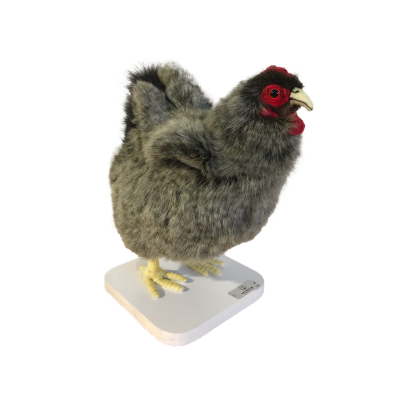 GREY HEN