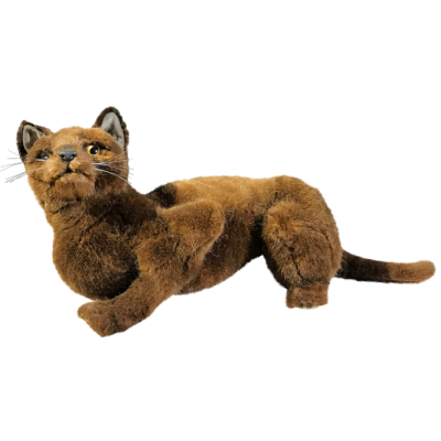 CHAT MARRON