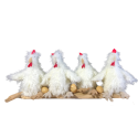 Four white hens w...