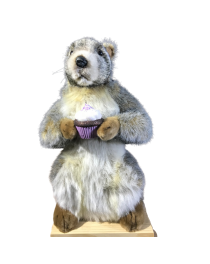 Rental Woodchuck Animatronic with cake for window displays & events in France or Belgium