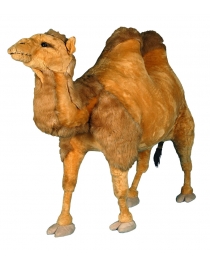 CAMEL RECONDITIONED