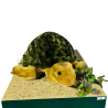 TORTUE D'OCCASION