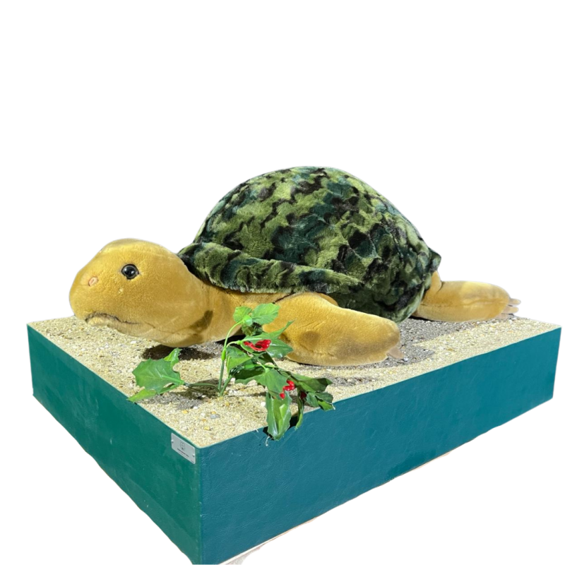 TORTUE D'OCCASION