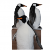 automate pingouin, automate manchot,décoration vitrine pingouin,automate noel animaux polaires