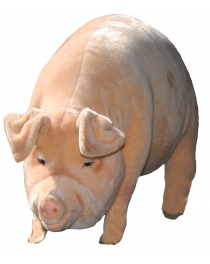 COCHON