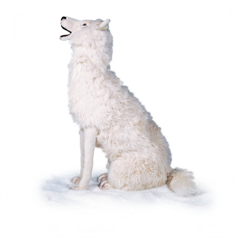 WHITE WOLF HOWLING