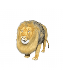 LION AUTOMATE