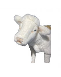 VEAL