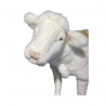 VEAL