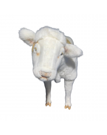 VEAL