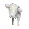 VEAL