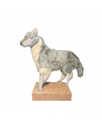 LOUP DEBOUT GRIS