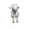 AGNEAU D'OCCASION