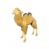 DROMEDARY
