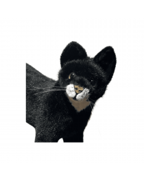 Black Cat white socks